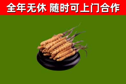 卓尼县回收冬虫夏草