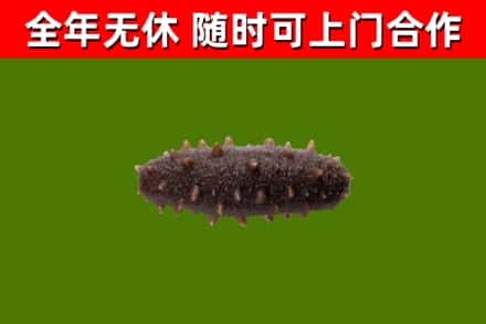 卓尼县回收海参干